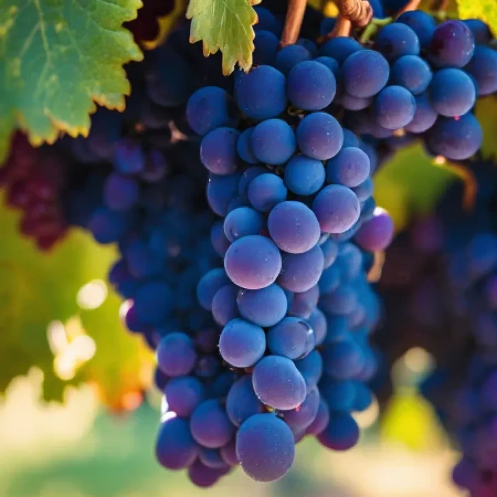 Vinska trta sorte Syrah - zgodaj zoreča