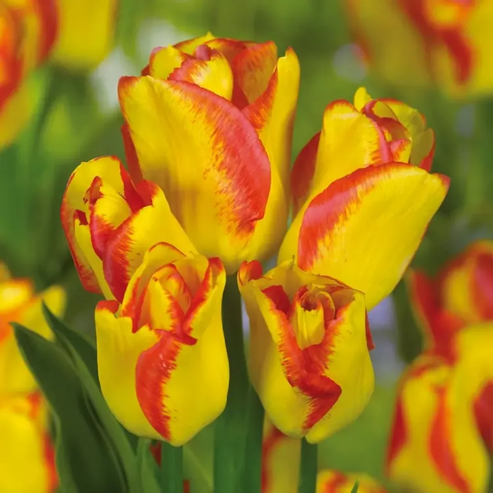 Tulipan Outbreak (oranžni)
