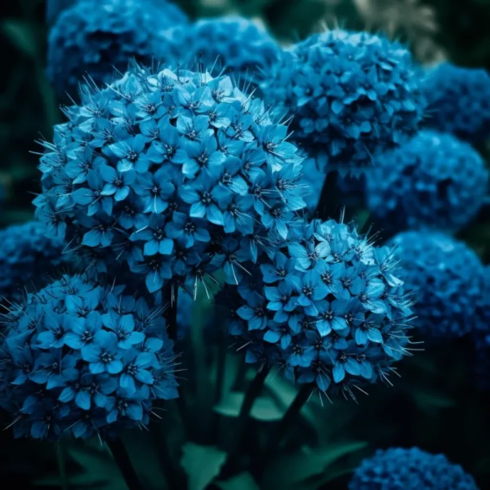 Okrasni luk CAERULEUM (AZUREUM) (azurno modri)