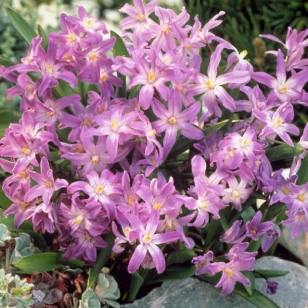 Kionodoksa Pink giant (rožnata)