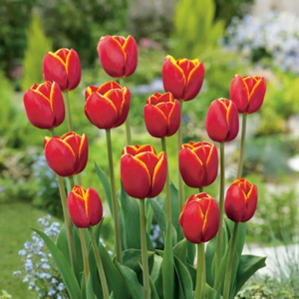 Tulipan Verandi (rdeči)