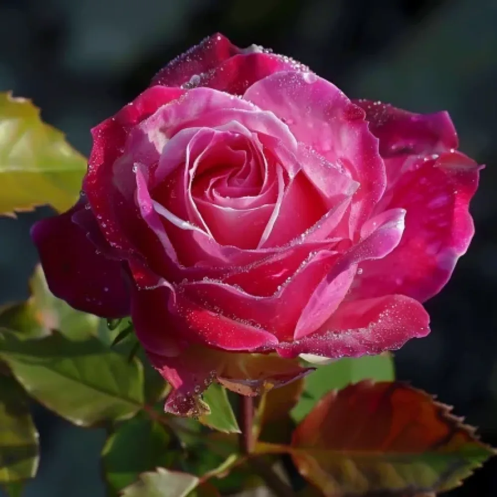 Vrtnica Dancing Petal - z golimi koreninami