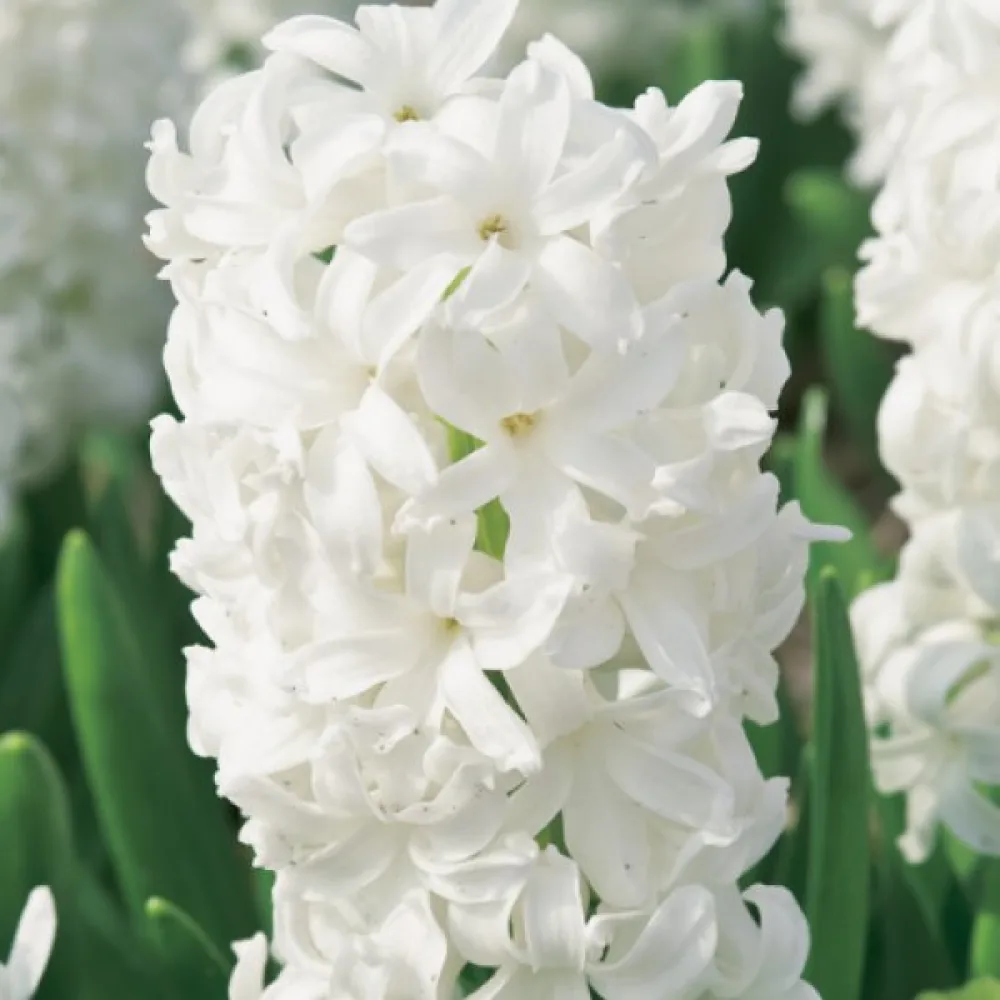 Hijacinta White Pearl (bela)