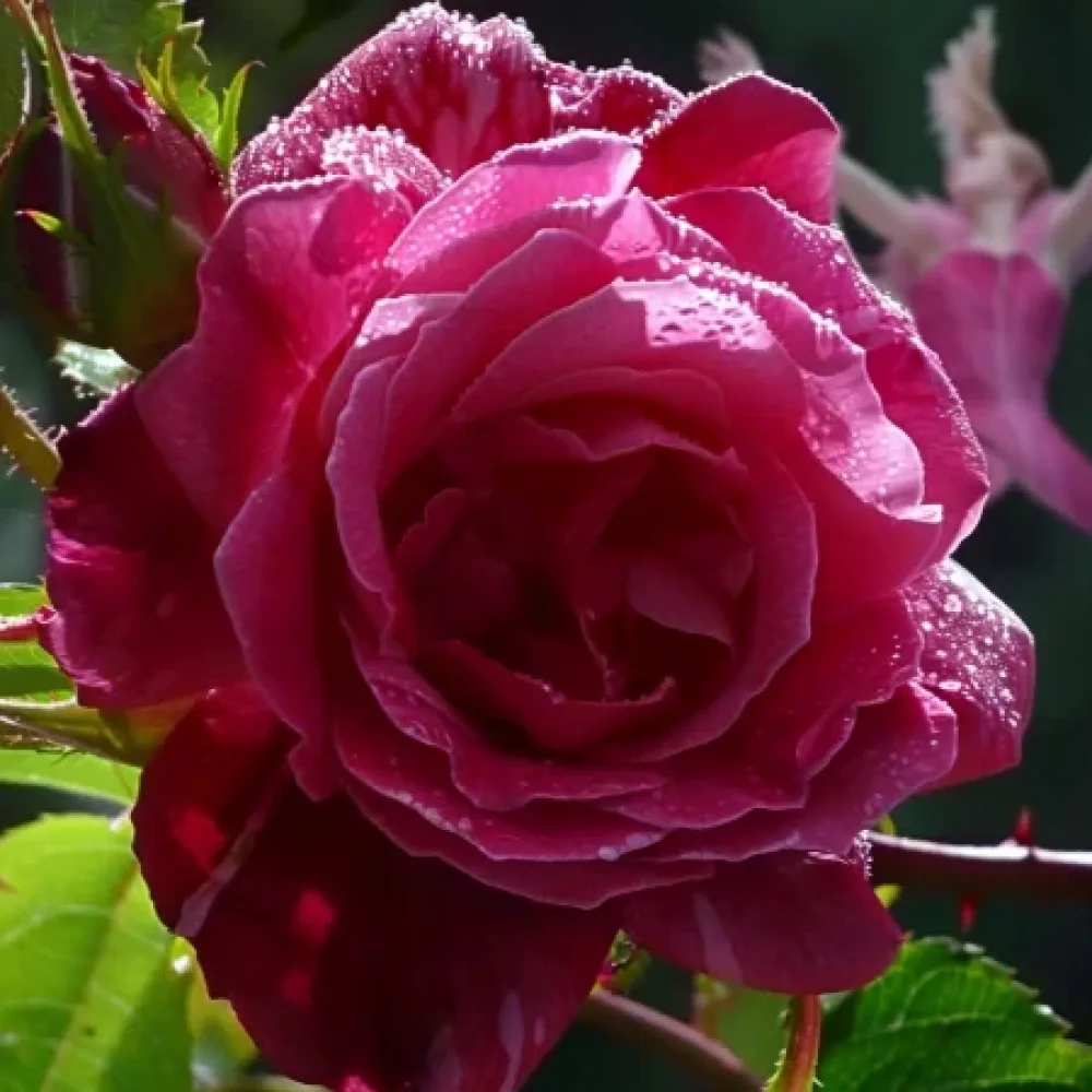 Vrtnica Dancing Petal - z golimi koreninami