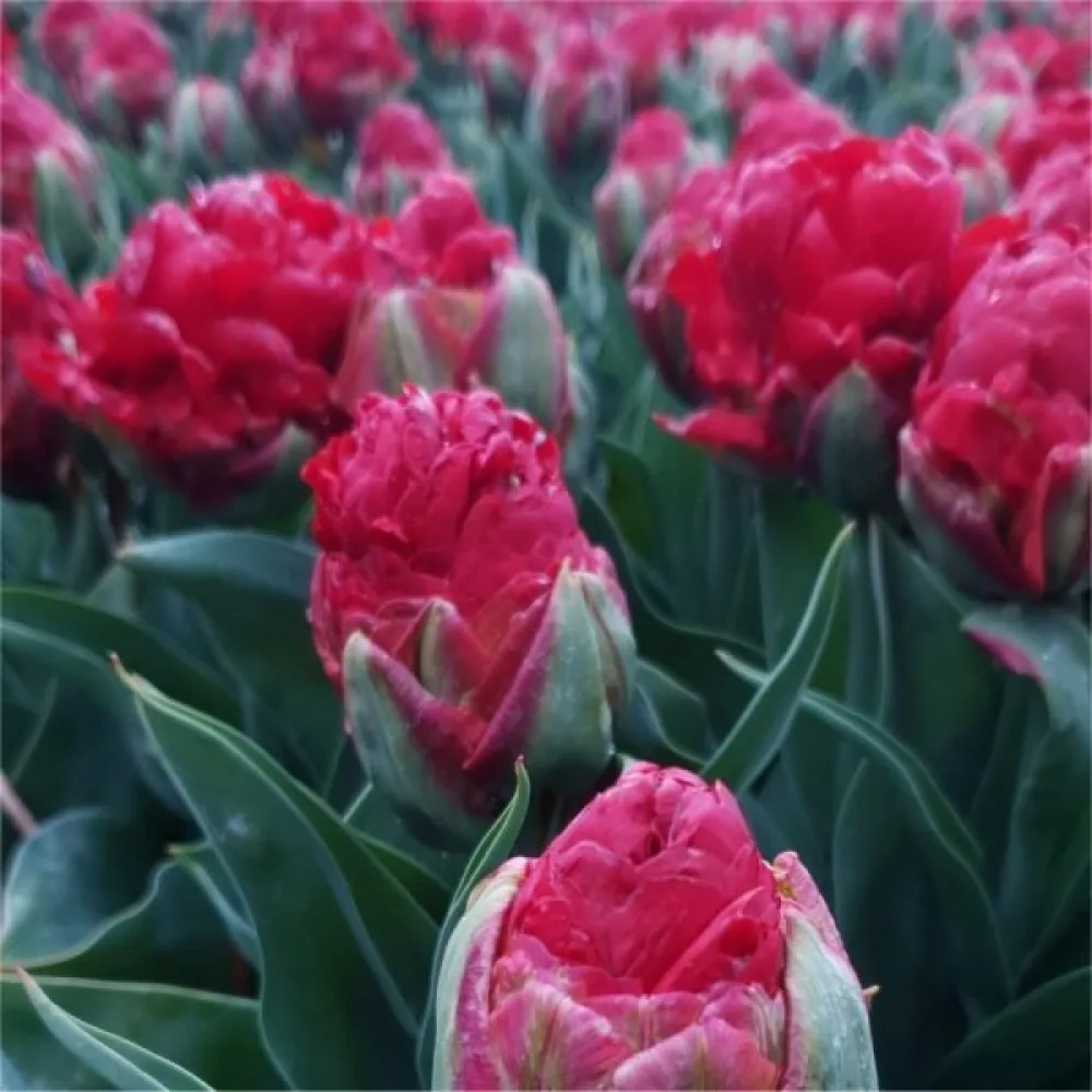 Tulipan Ice cream Strawberry