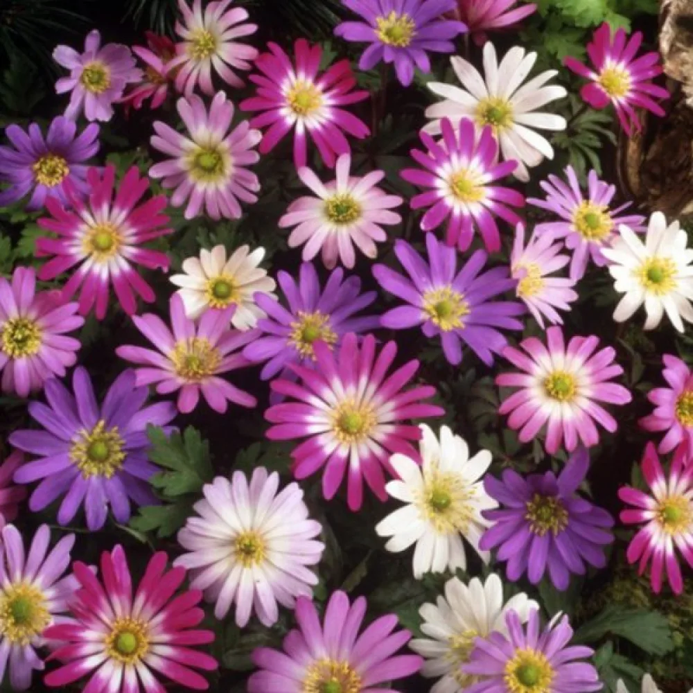 Anemona Blanda mixed (mešanica)