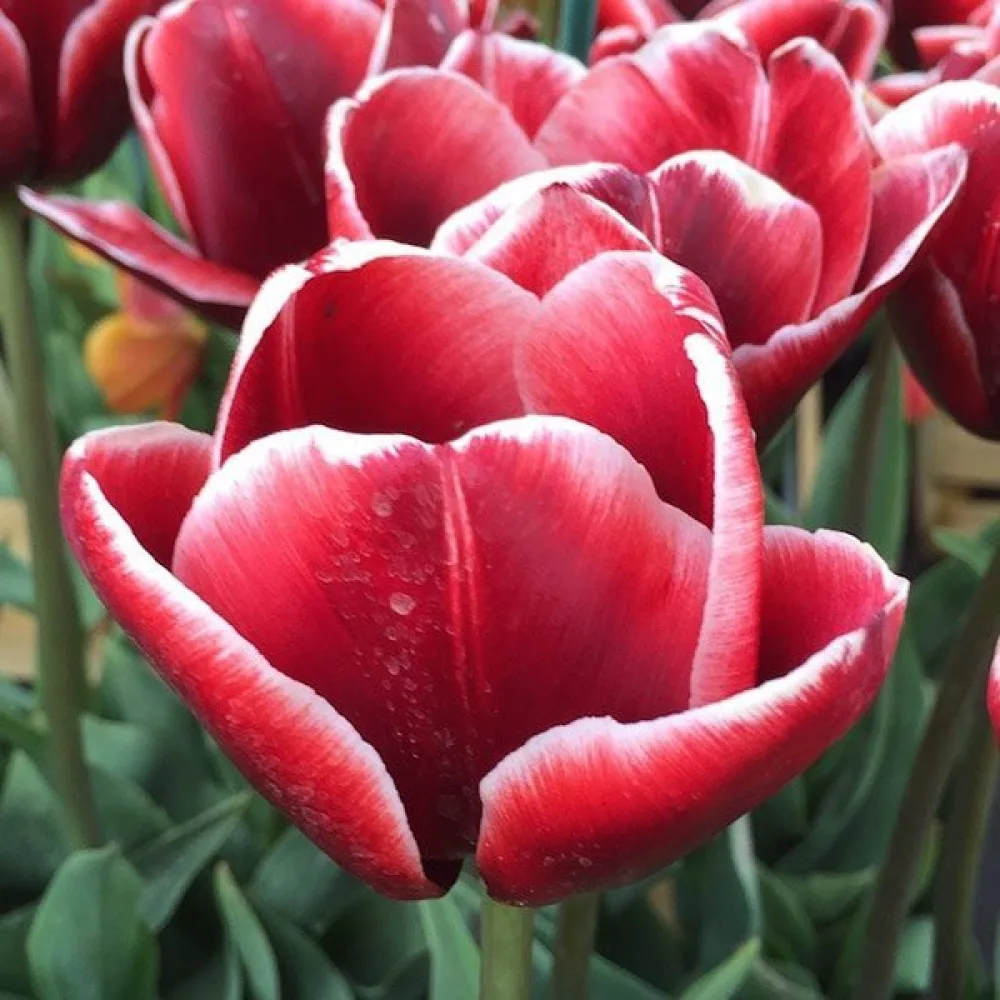 Tulipan Armani (vinsko rdeč)