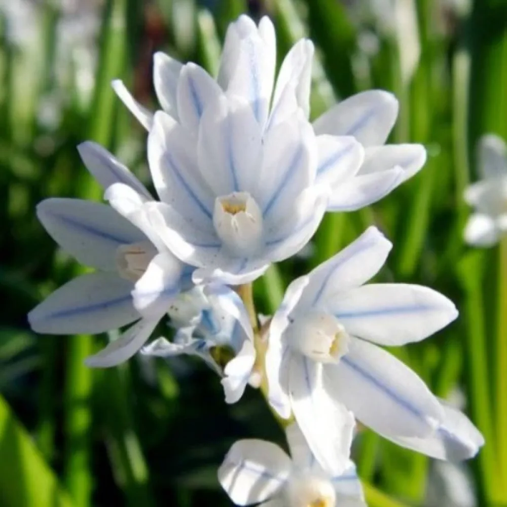Puškinija scilloides var. libanotica (modra)