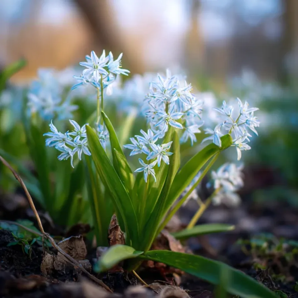 Morska čebulica Siberica Alba (bela)