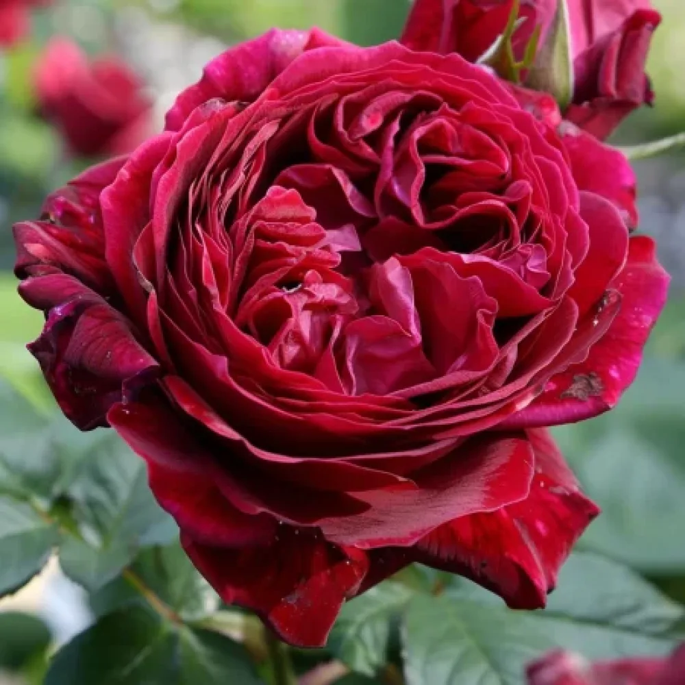 Vrtnica Royal Ruby – z golimi koreninami