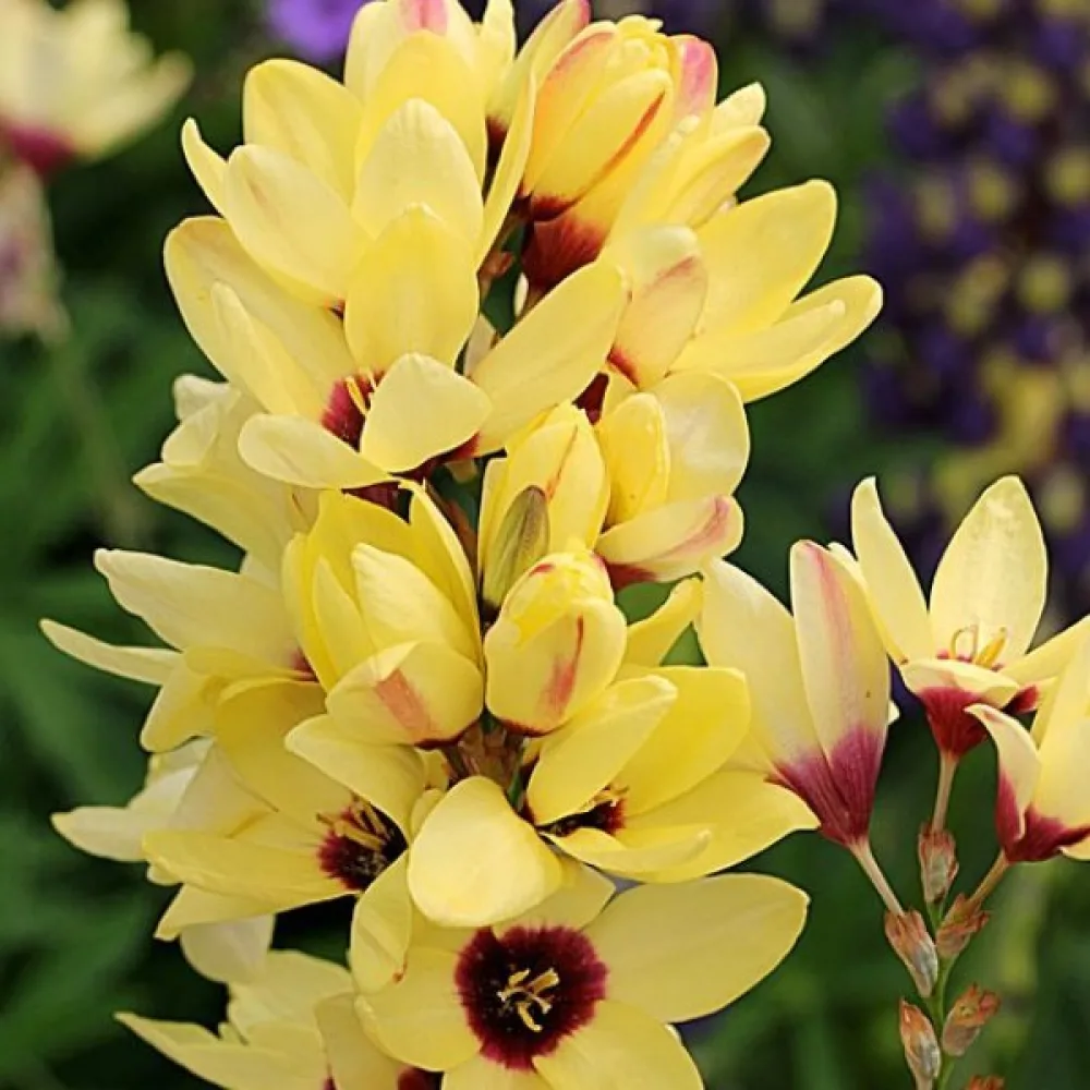 Iksija YELLOW EMPEROR (rumena)