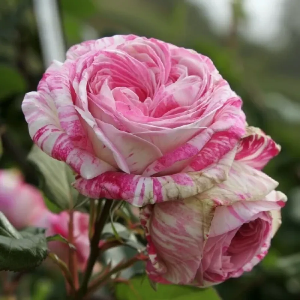 Vrtnica Floral Whirl - z golimi koreninami