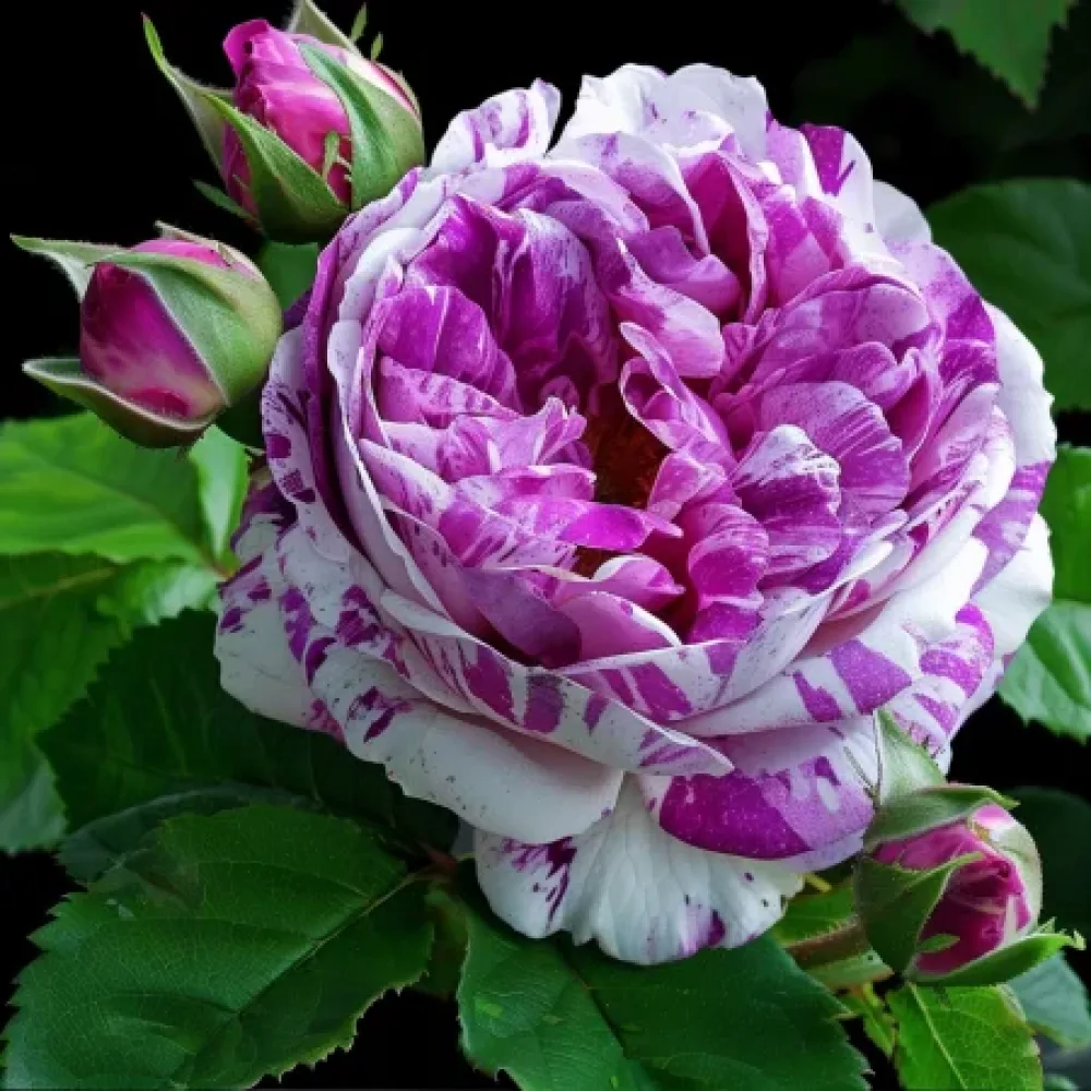 Vrtnica Fragrant Avalanche – z golimi koreninami