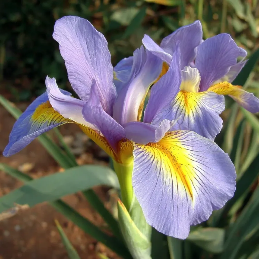 Perunika King Mauve (vijolična)