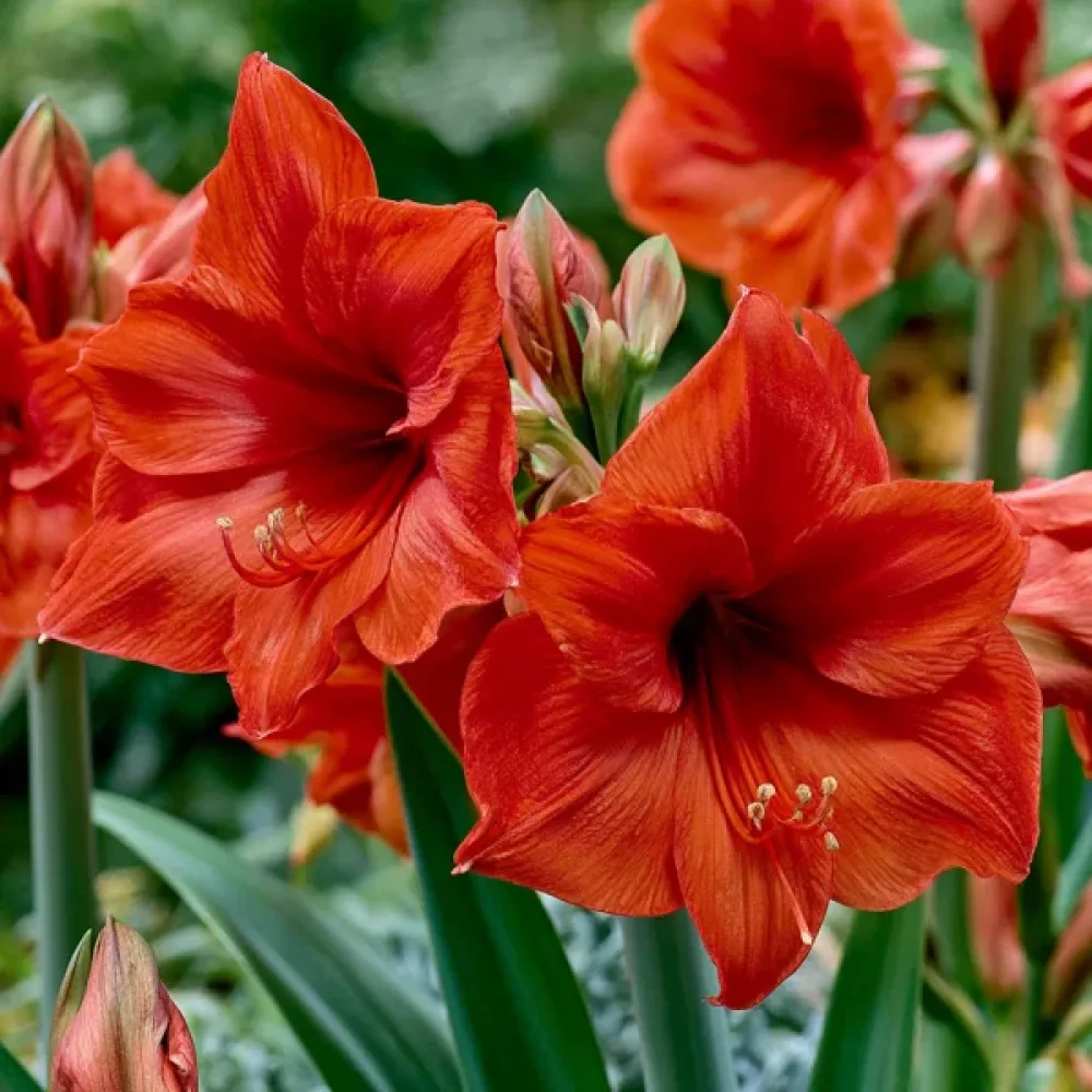 Amarilis Celica (oranžni)