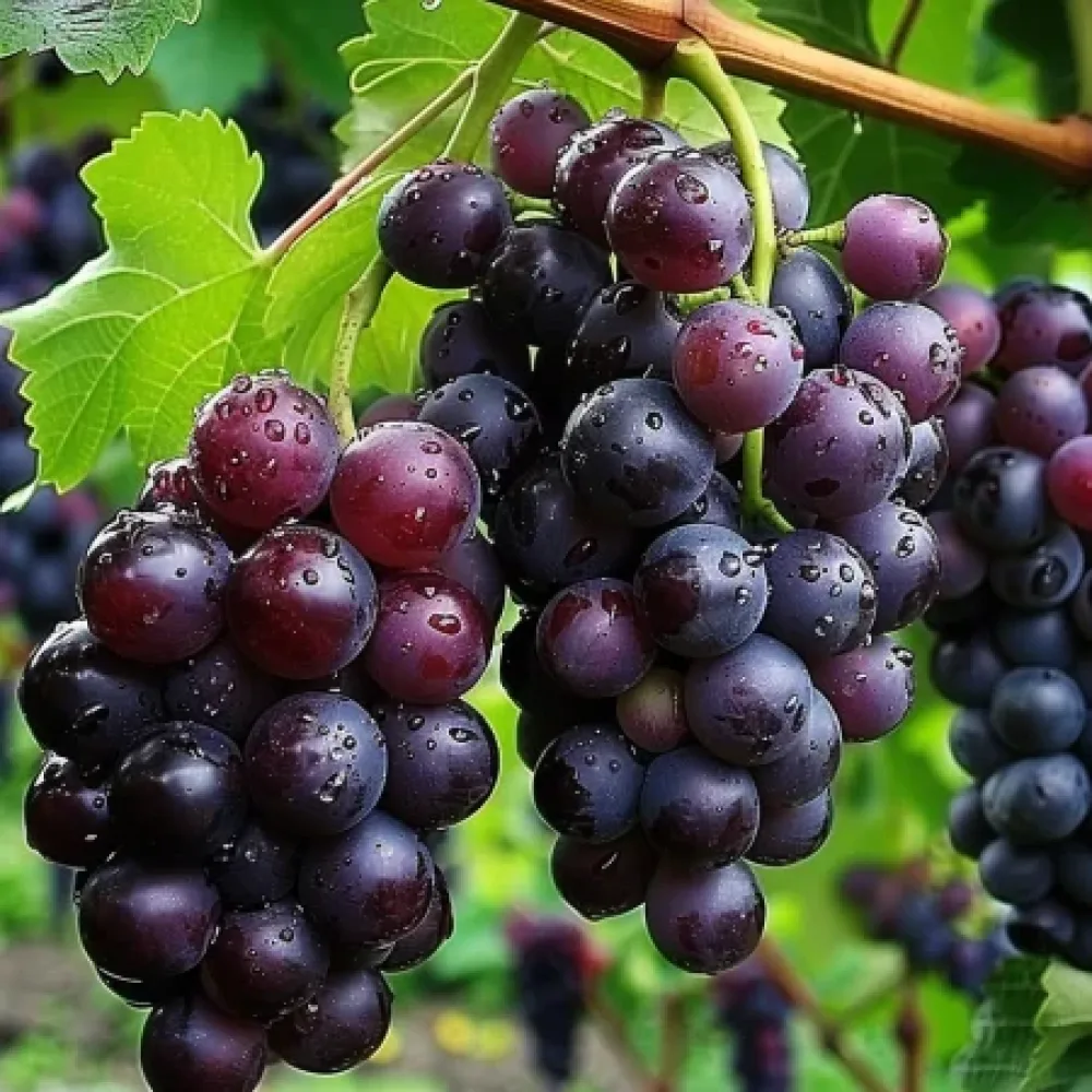 Vinska trta Sijana – rdeča namizna sorta grozdja – pozna