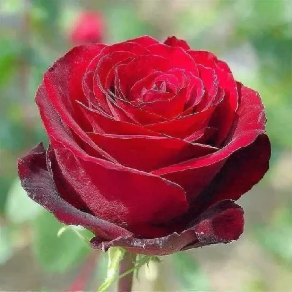Vrtnica Ruby Eternity - z golimi koreninami