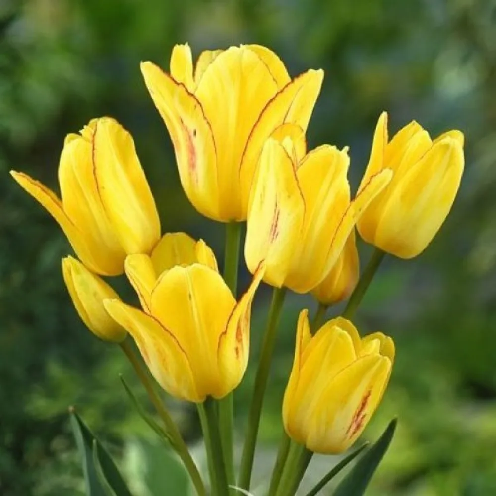 Tulipan Sunshine club (rumen)