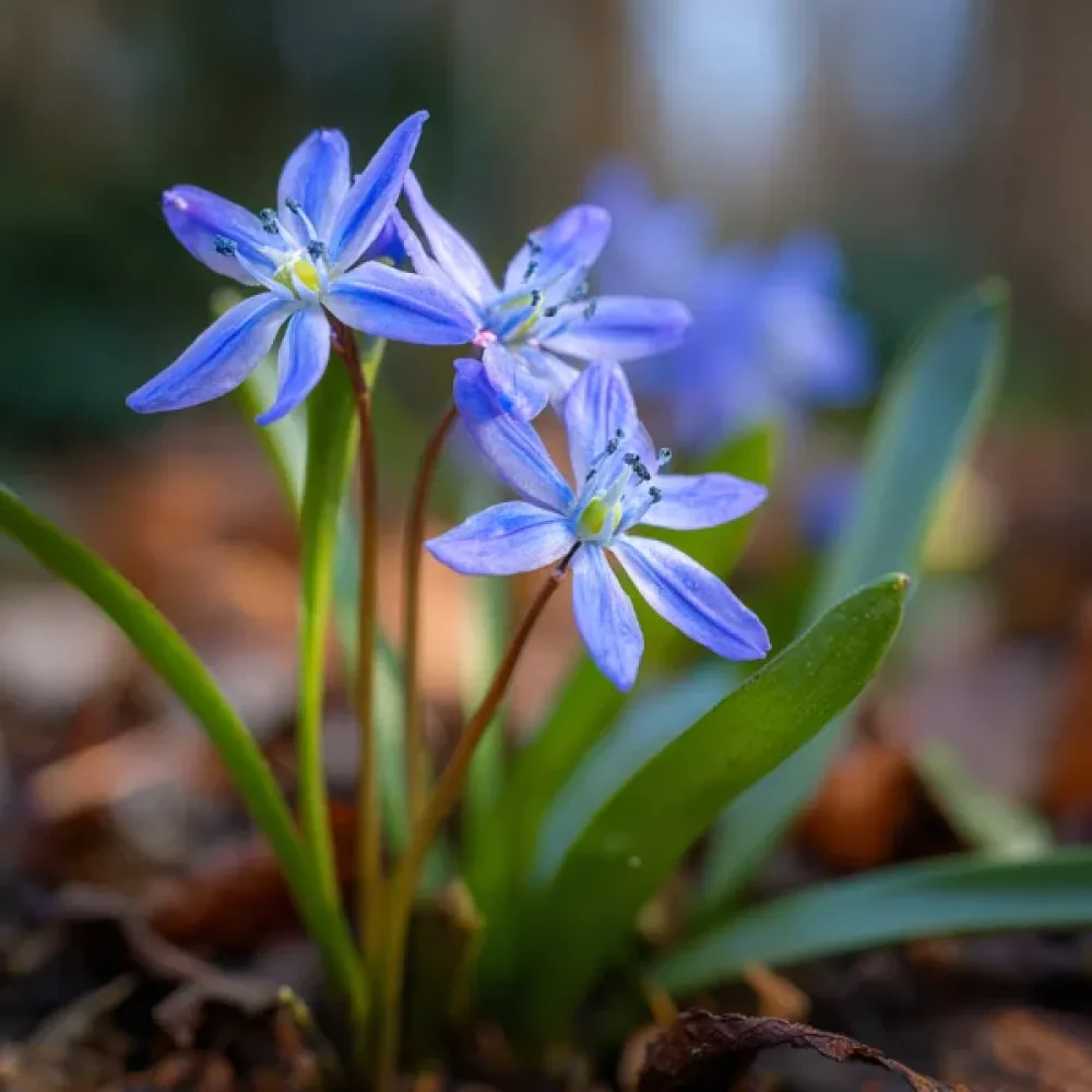 Morska čebulica bifolia Blue (modra)