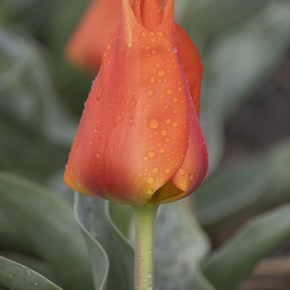 Tulipan Miramare (oranžni)