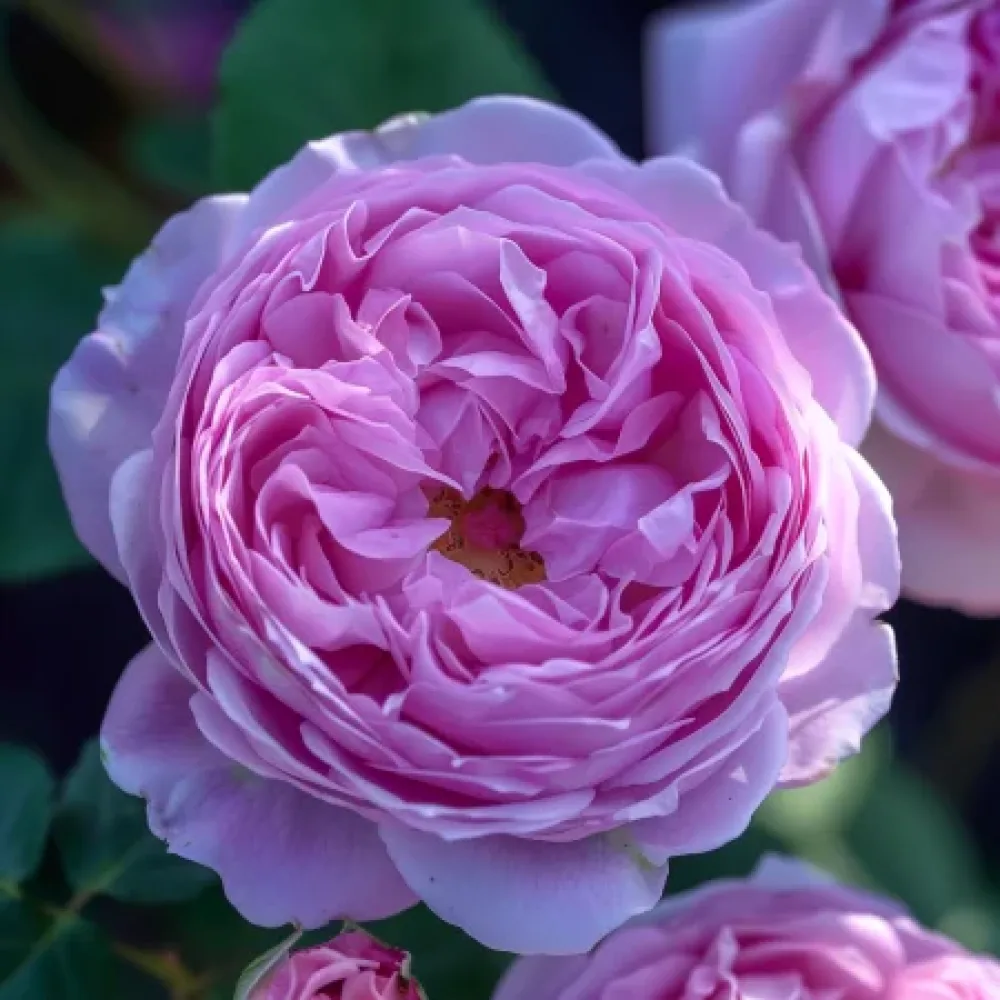 Vrtnica Pink Magic - z golimi koreninami