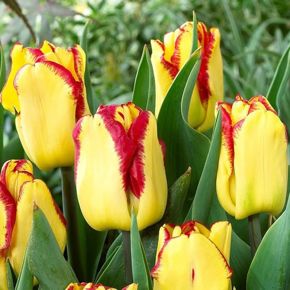 Tulipan Cape town (rdeč)