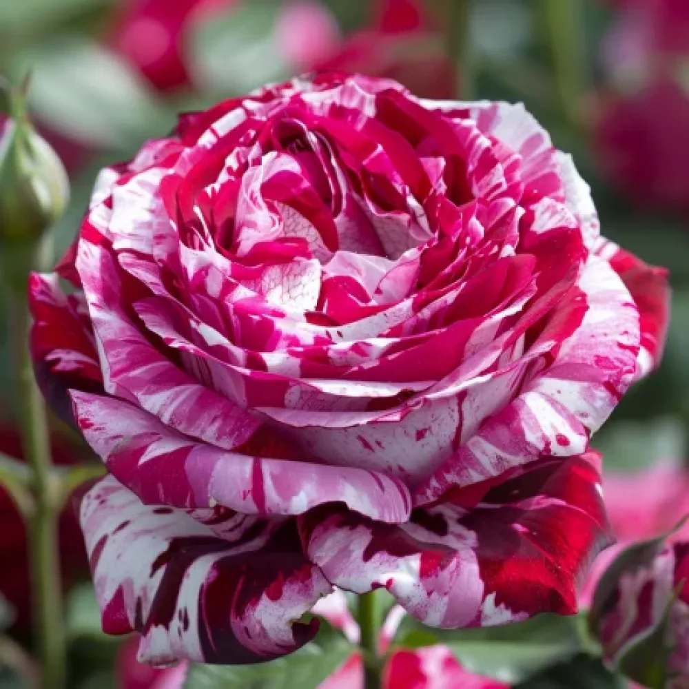 Vrtnica Magenta Dream - z golimi koreninami