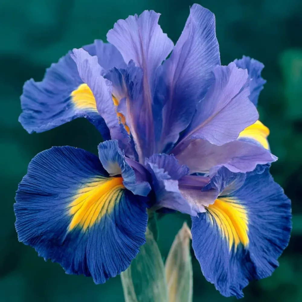 Perunika Sapphire Beauty (modra)