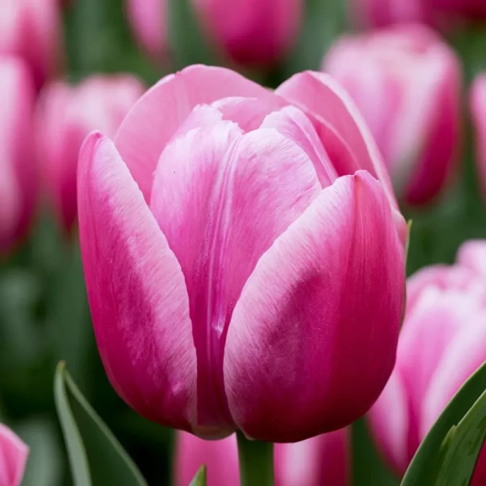 Tulipan Royal Ten (rožnati)
