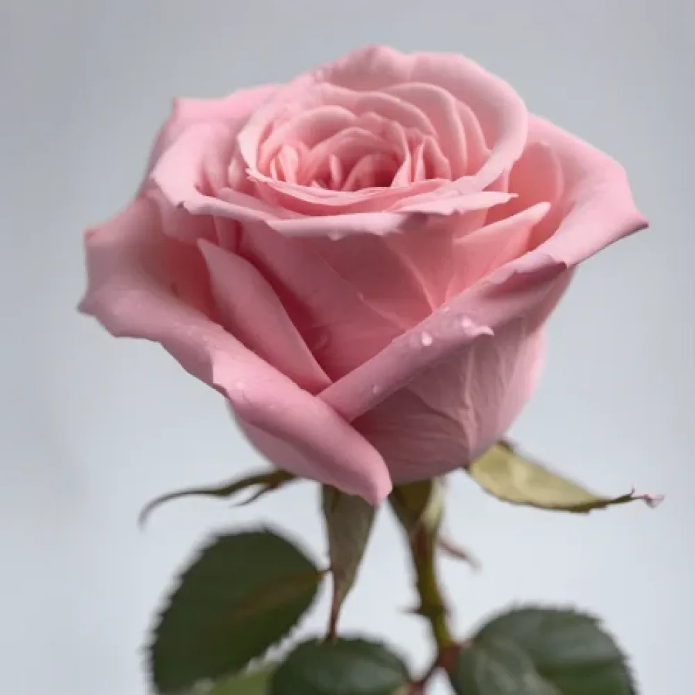 Vrtnica Pink Symphony – z golimi koreninami