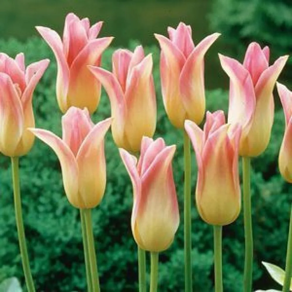 Tulipan Elegant Lady