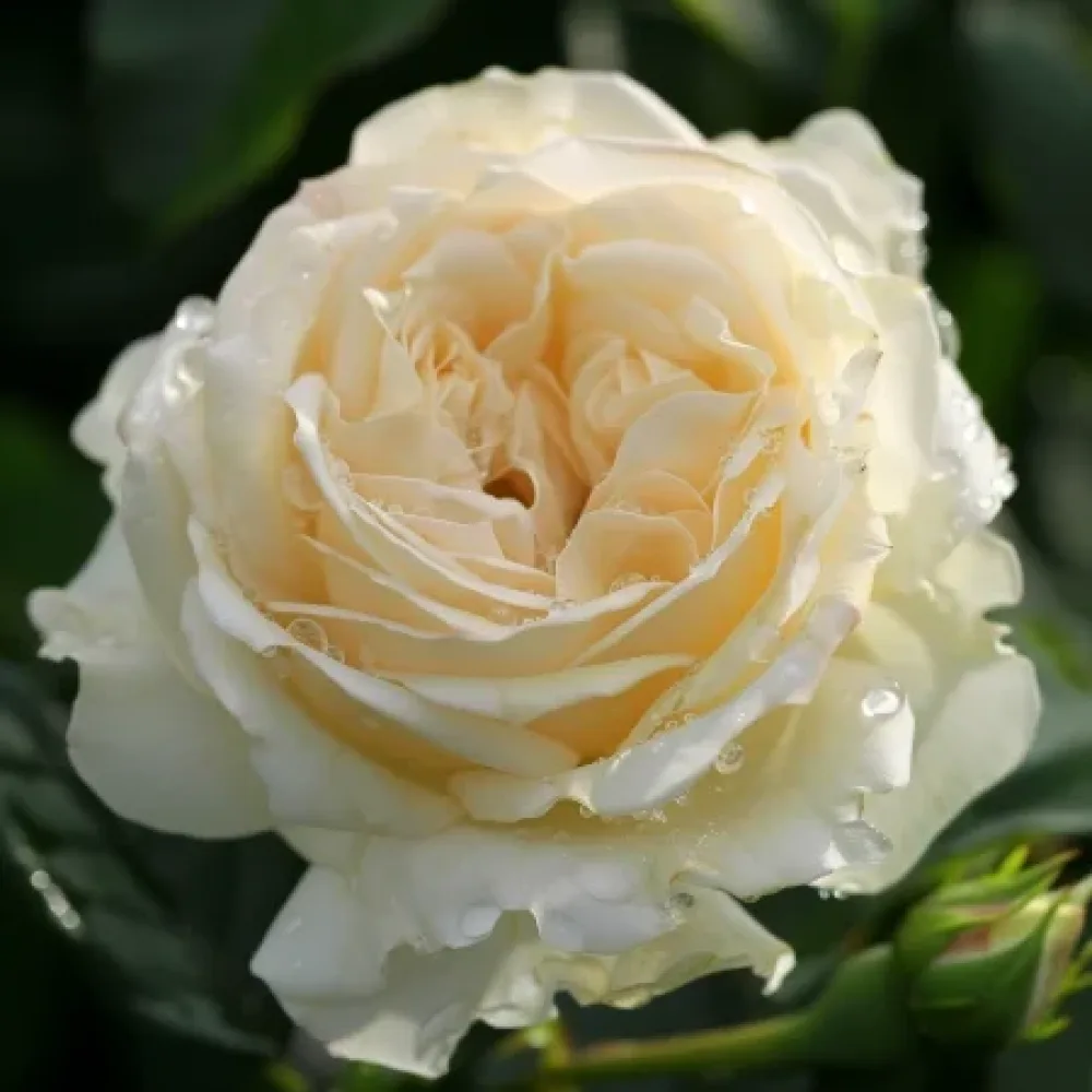 Vrtnica Vanilla Dream – z golimi koreninami