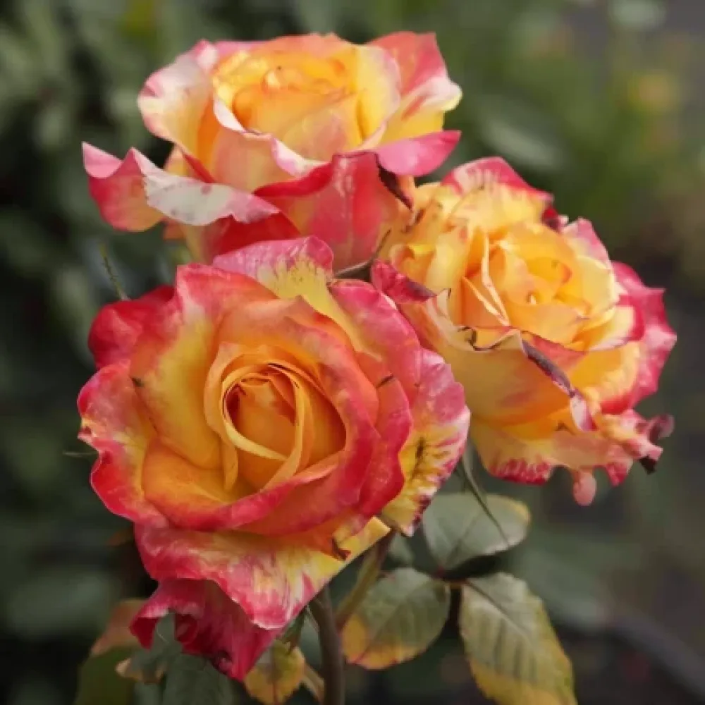 Vrtnica Golden Orange Whirlwind – z golimi koreninami