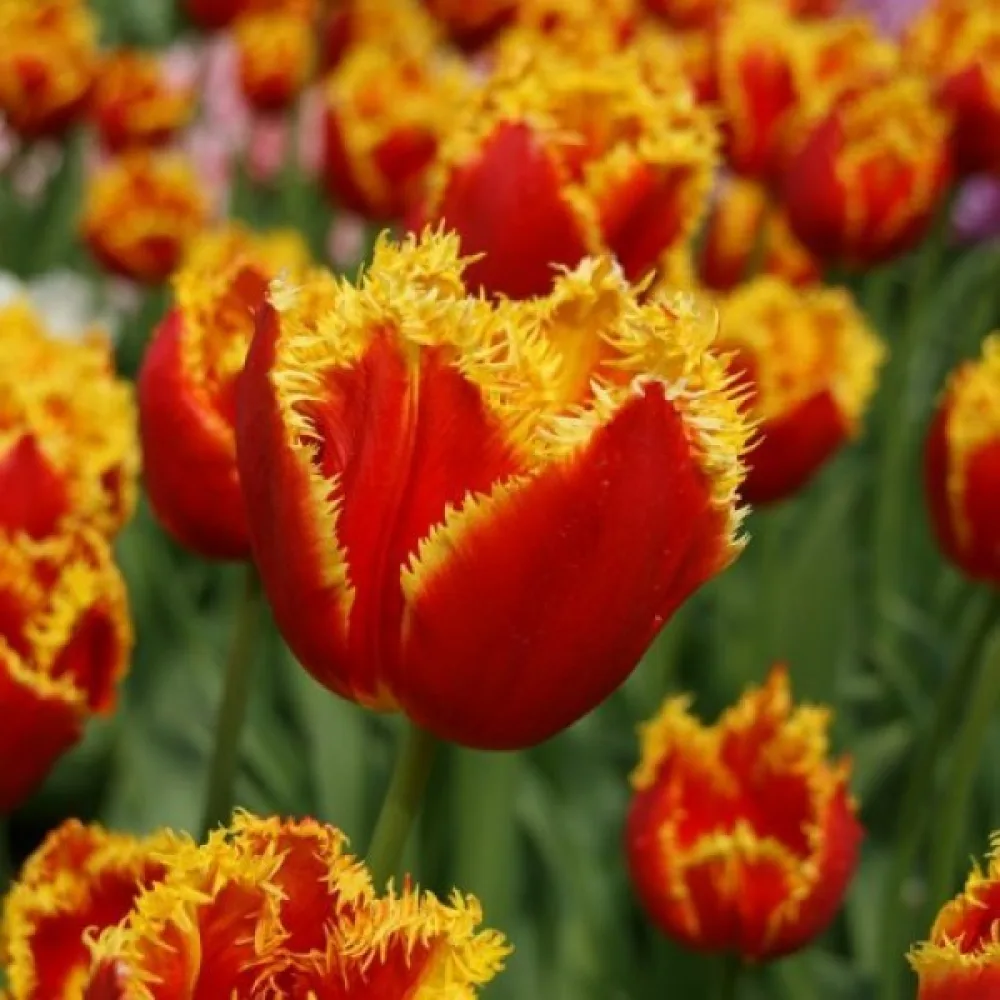 Tulipan Davenport (rumeni)