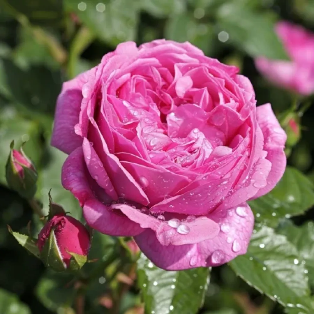 Vrtnica Pink Heart – z golimi koreninami