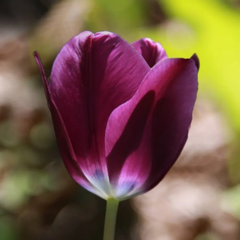 Tulipan Kansas Proud (vijoličen)