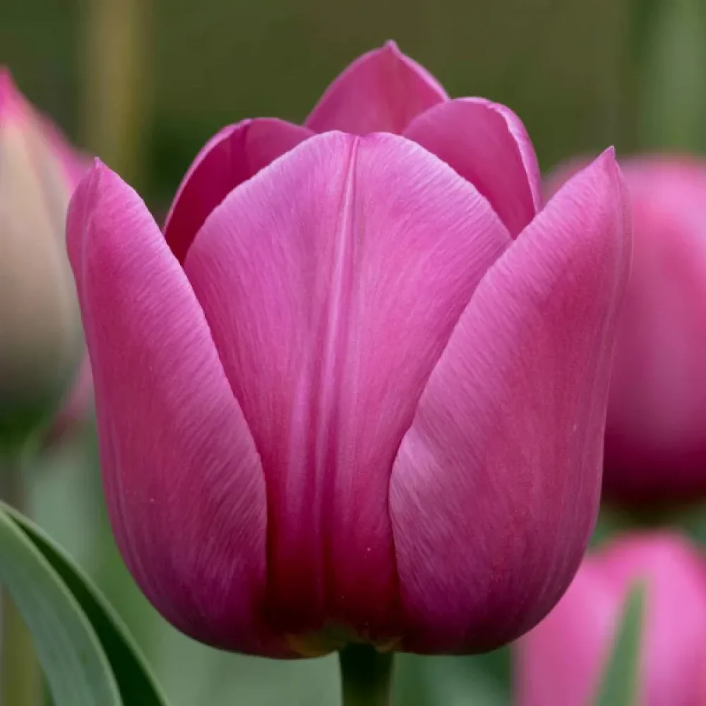 Tulipan Roeska Rimini (vijolični)