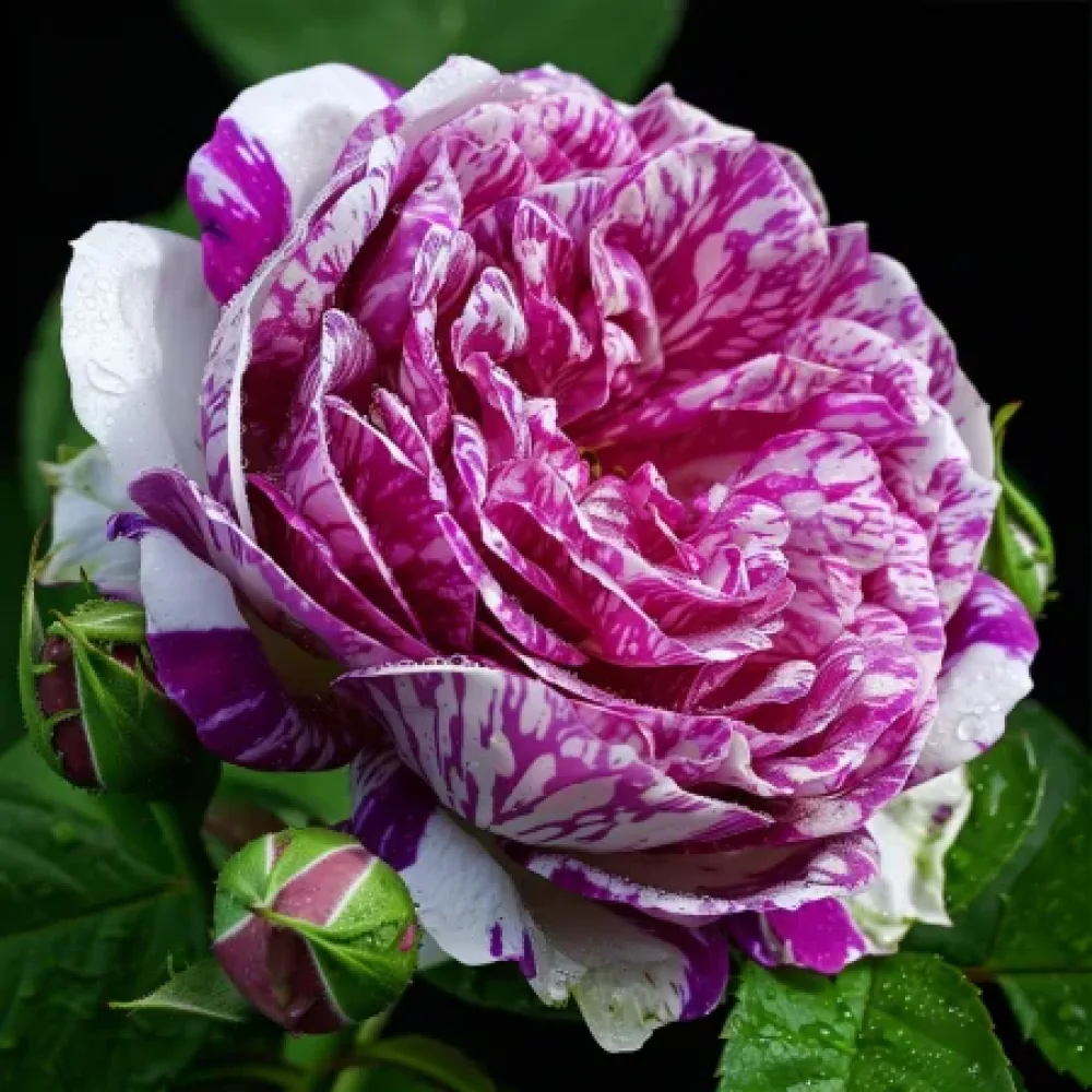 Vrtnica Fragrant Avalanche – z golimi koreninami