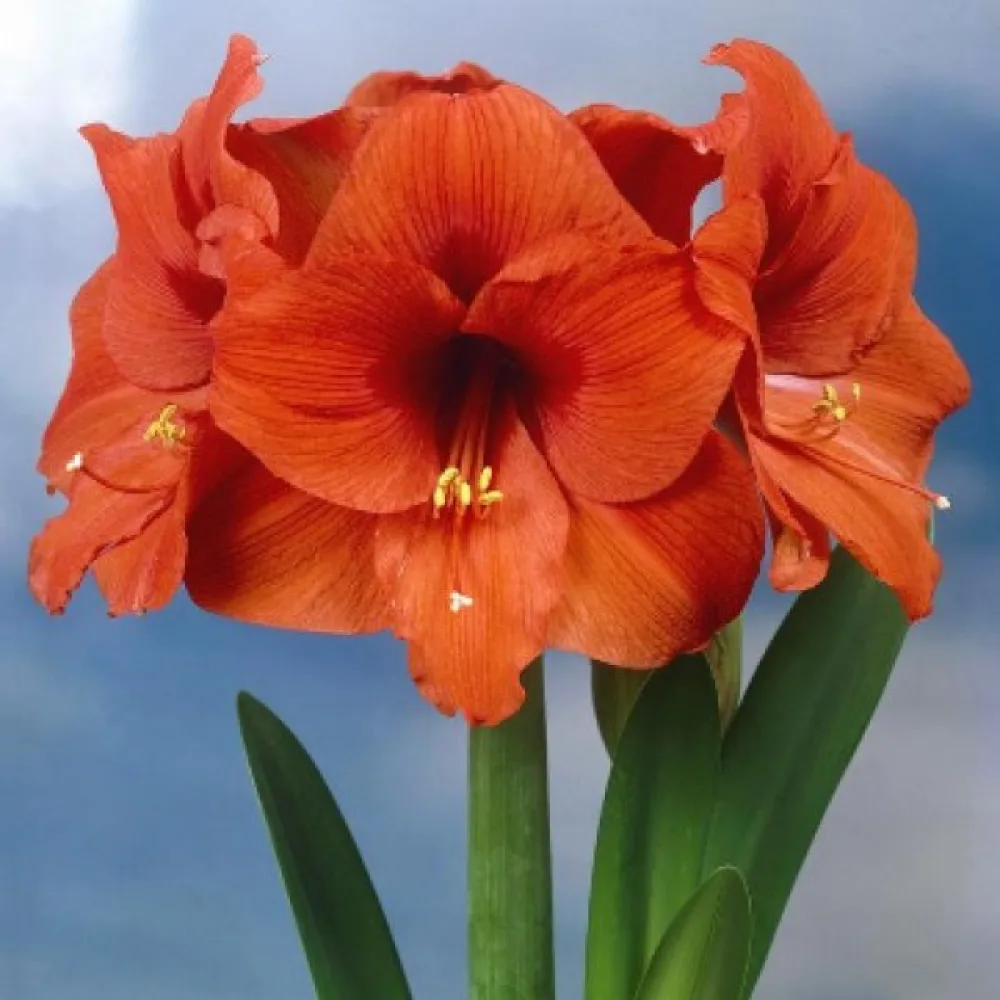 Amarilis ORANGE SOUVEREIGN (oranžen)
