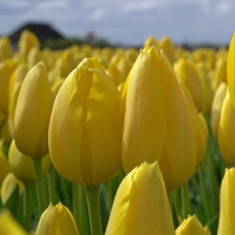 Tulipan Muscadet (rumeni)