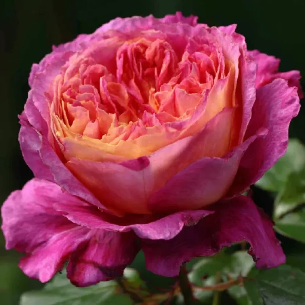 Vrtnica Tender Pink Flirt – z golimi koreninami