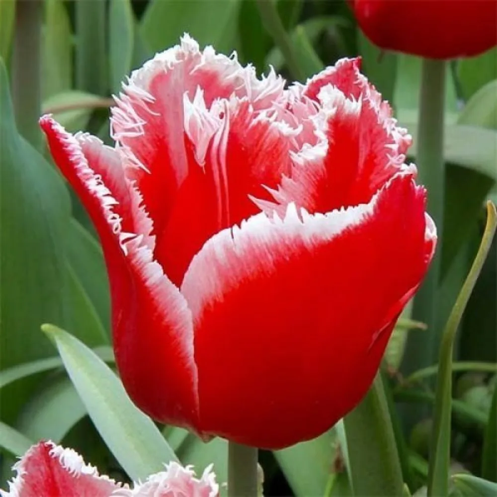 Tulipan Canasta (rdeči)