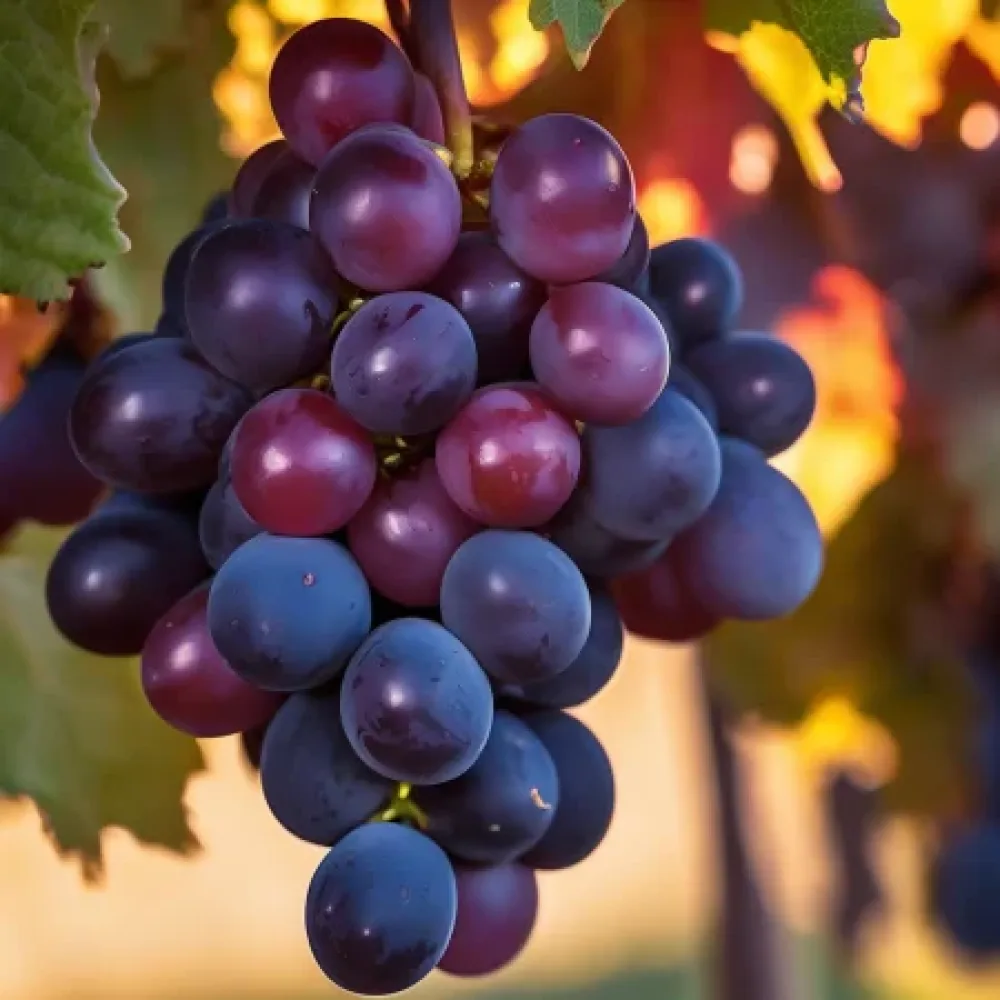 Vinska trta Regent – rdeča vinska, odporna – pozna