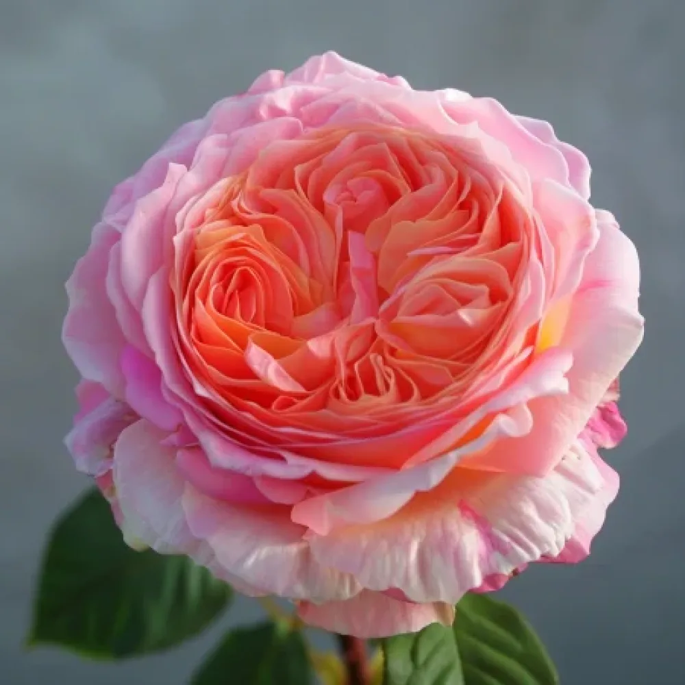 Vrtnica Pearl Rose – z golimi koreninami