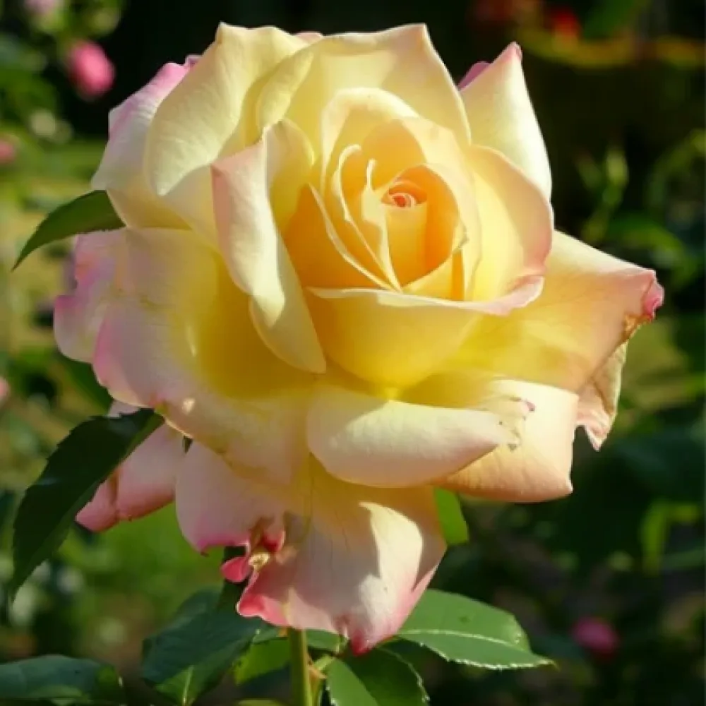 Vrtnica Golden Rose Dream - z golimi koreninami