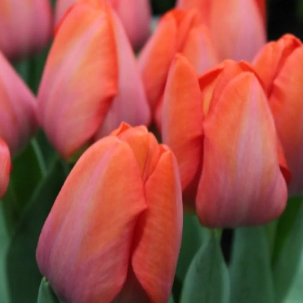 Tulipan Orange Van Eijk (oranžni)