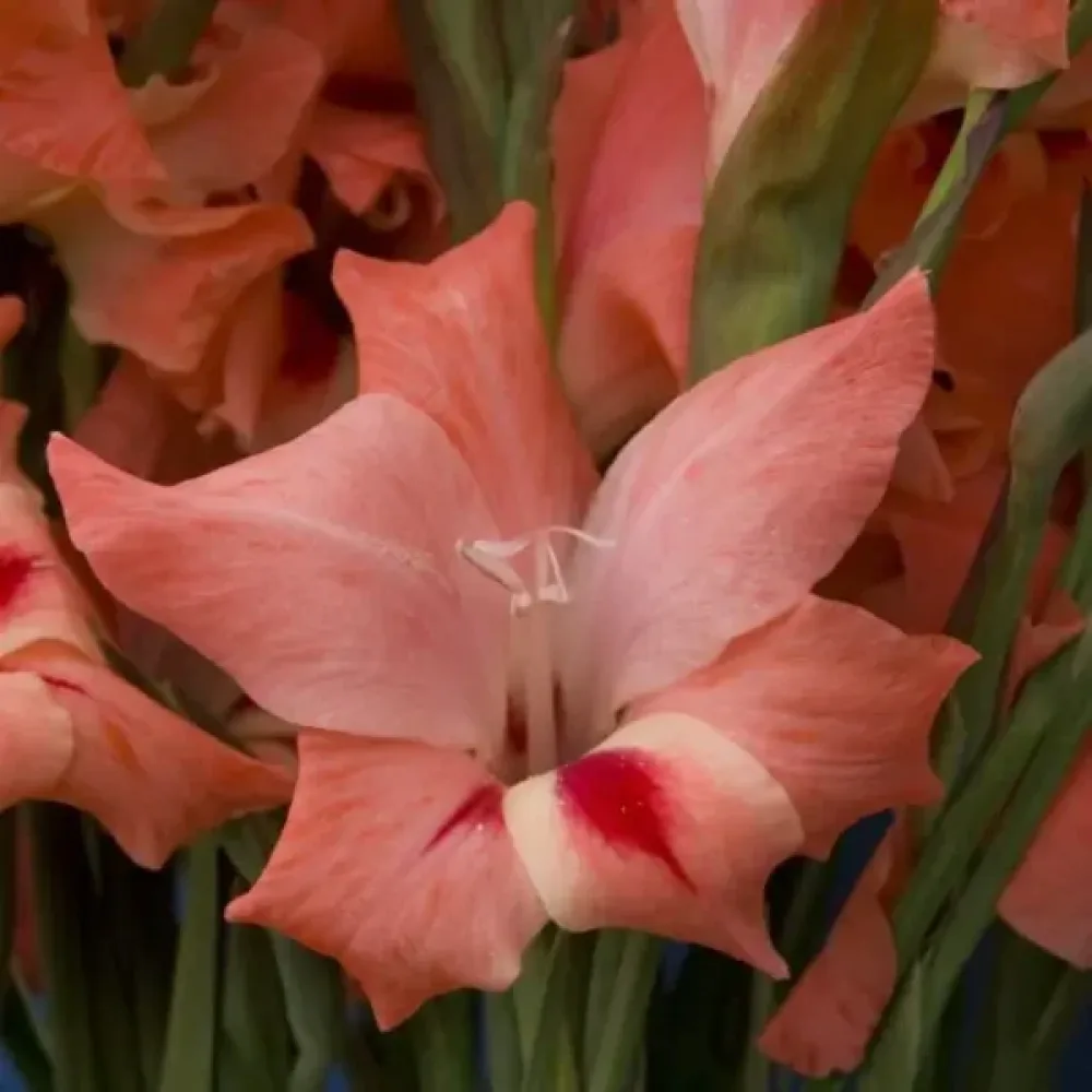 Gladiola Nathalie (rdeča)