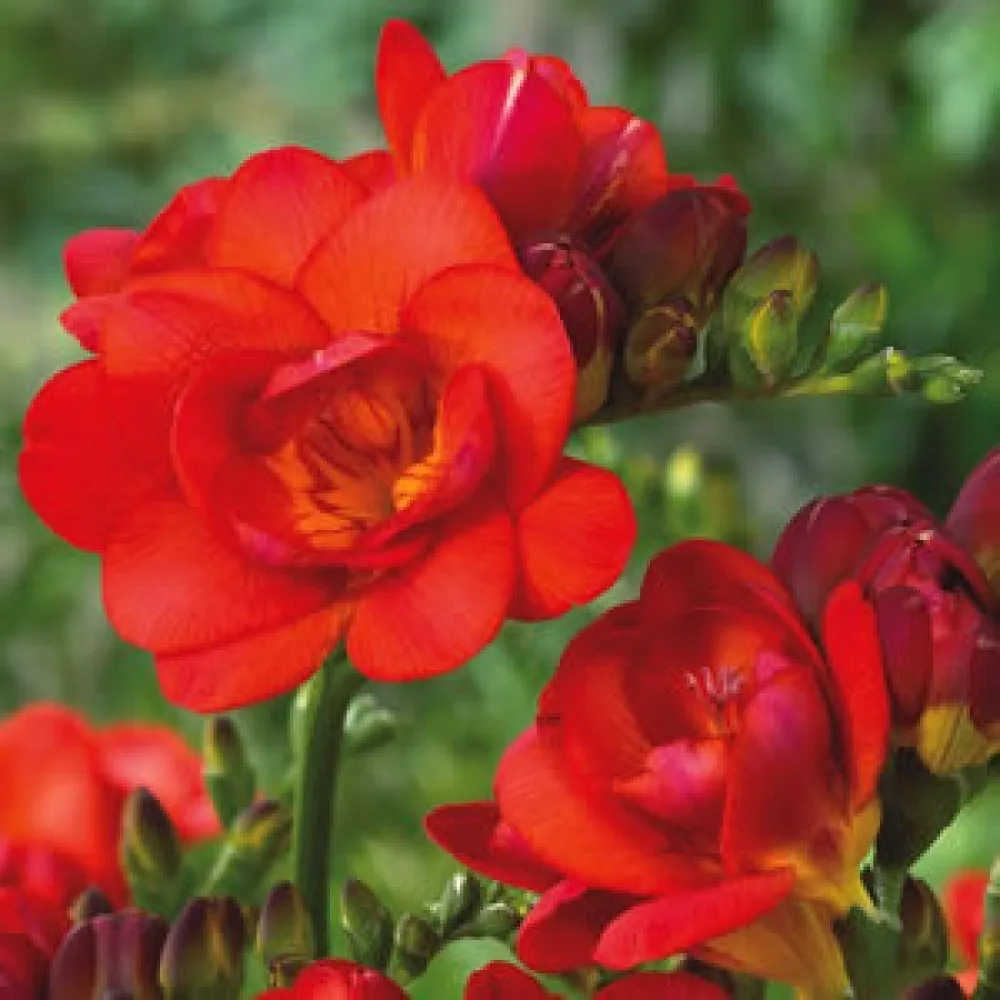 Frezija Double red (rdeča)