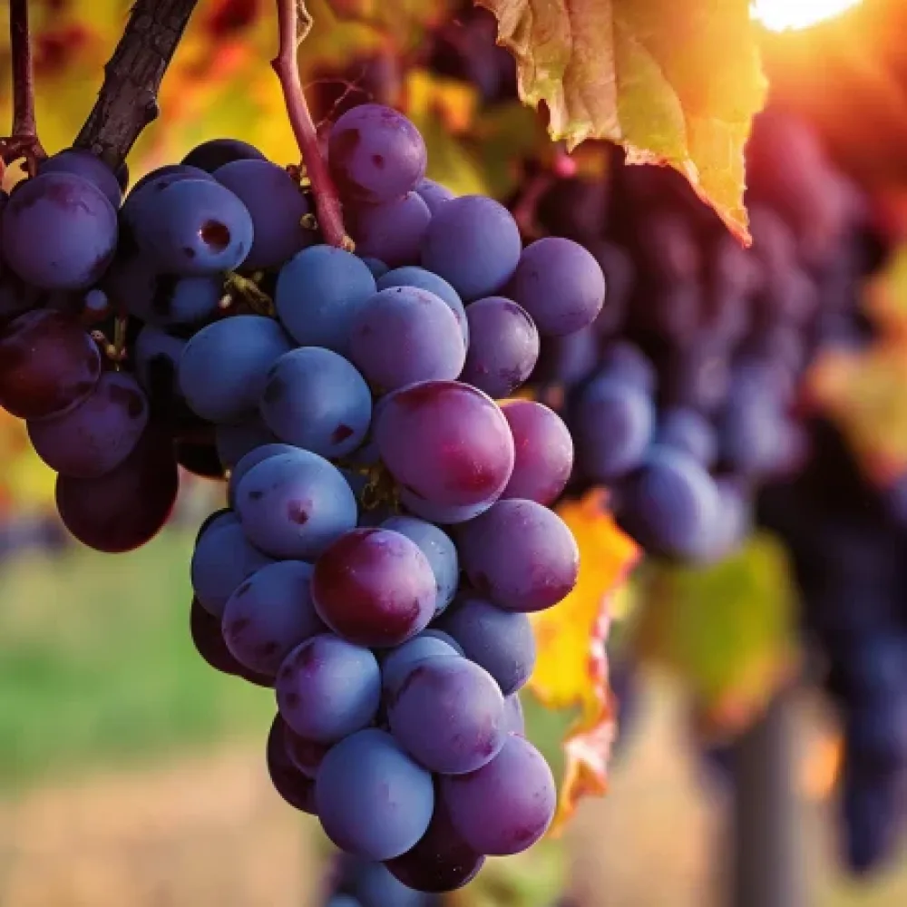 Vinska trta Regent – rdeča vinska, odporna – pozna