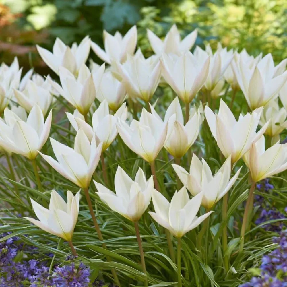 Tulipan Sylvia Clusiana Bis (vinsko rdeči)